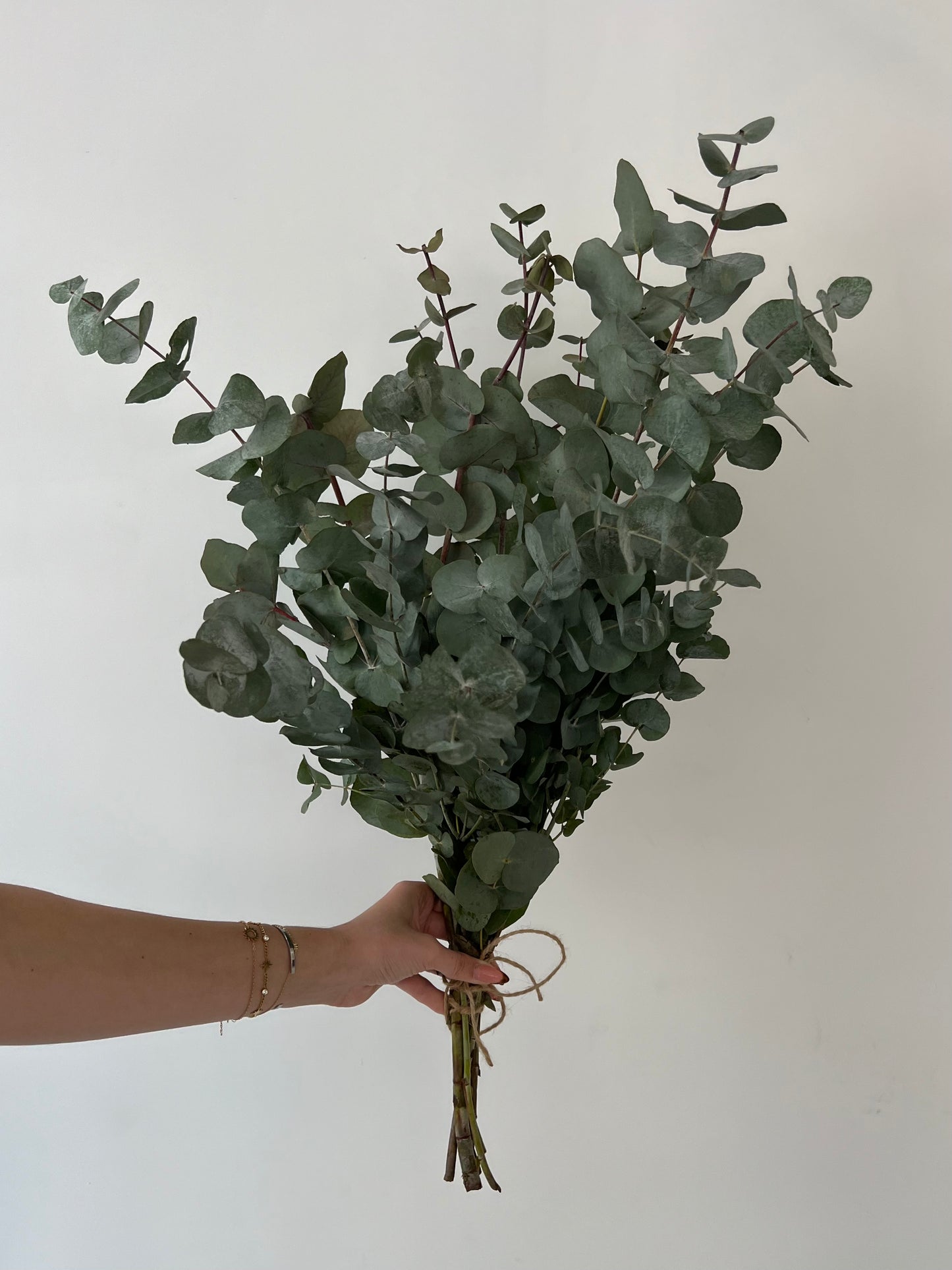 Eucalyptus